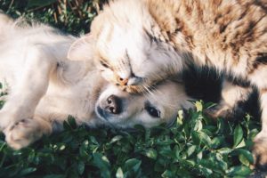 Pet Photography - Come Prepared