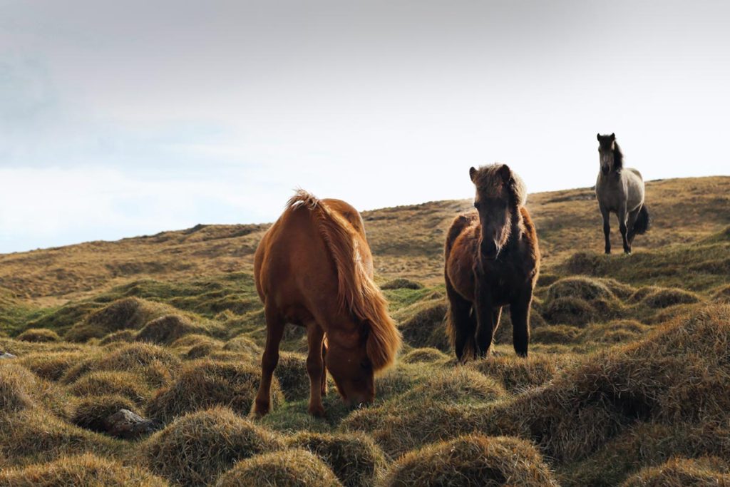 Wildlife Photography - Capture Nature In It's Wildest Form