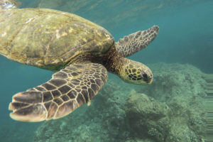 Underwater Photography
