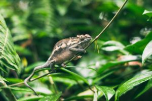 Zoo Photography