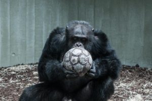 Zoo Photography