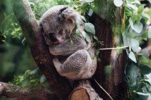 Zoo Photography