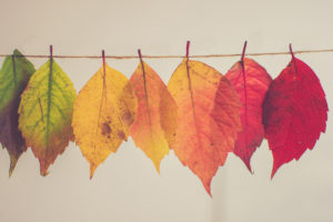 Thanksgiving Decorations