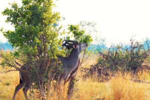 African Travel Destinations