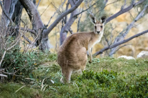 Travel Tips For Australia