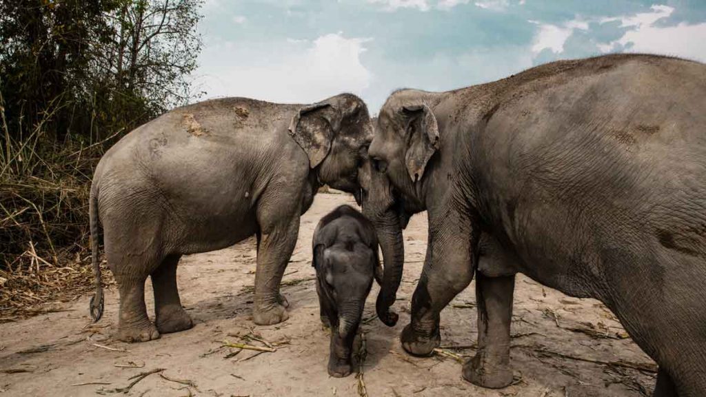 Places to visit in 2020: the elephant sanctuary in Chiang Mai