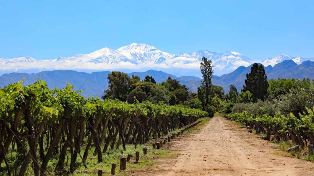 Argentinian vineyards in front of the Andes mountains