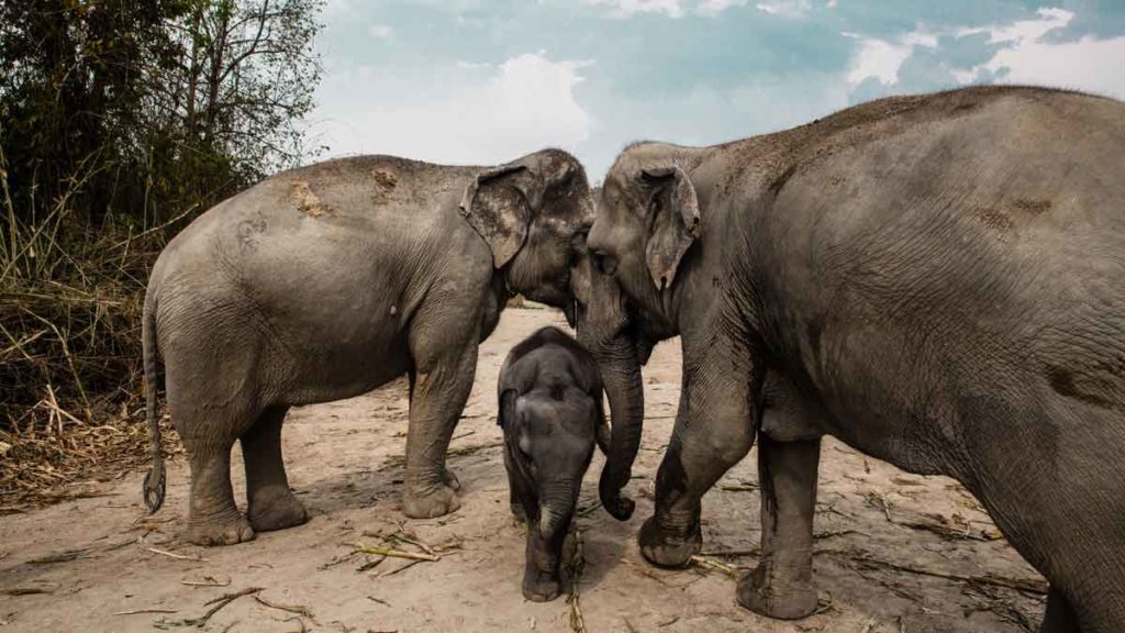 SehenBeliebtes Reiseziel 2020: Chiang Mai und das Elefantenschutzgebiet