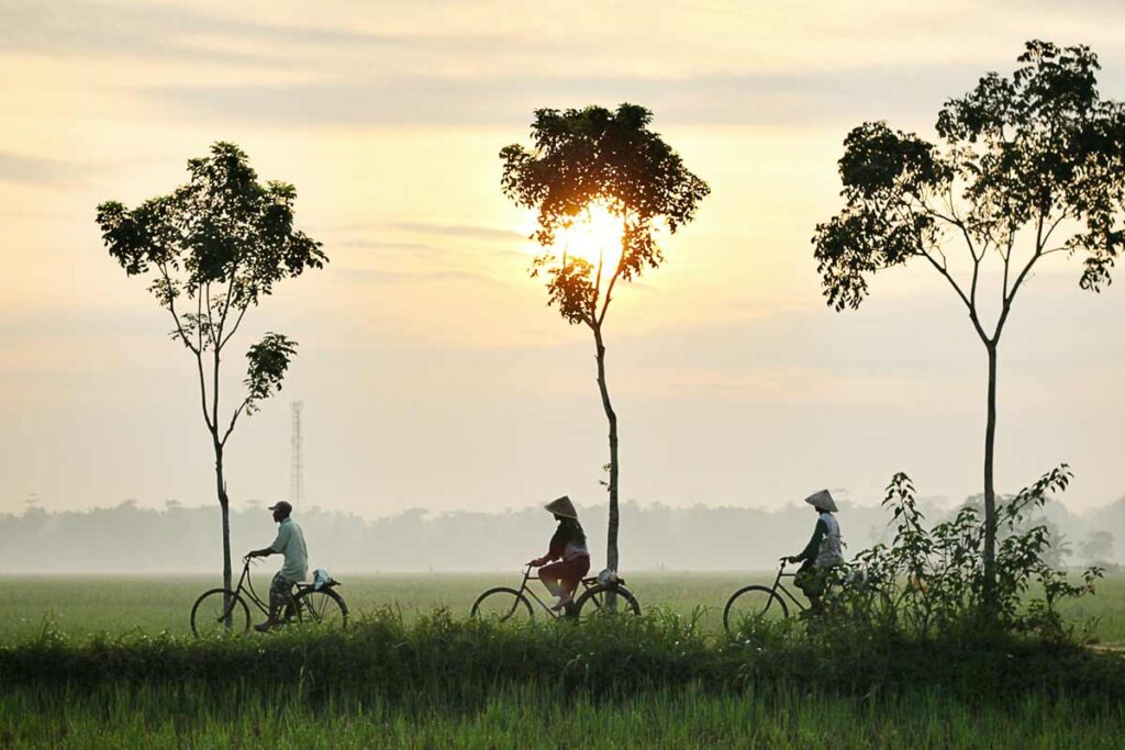 Drei Fahrrad Fahrer fahren unten 3 Bäumen durch die Landschaft.