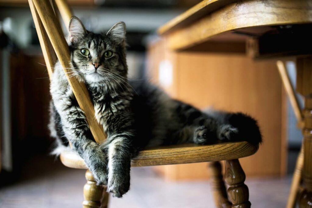 Cat lies on a kitchen chair