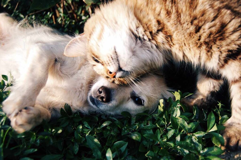 A cat and a dog snuggle in the garden