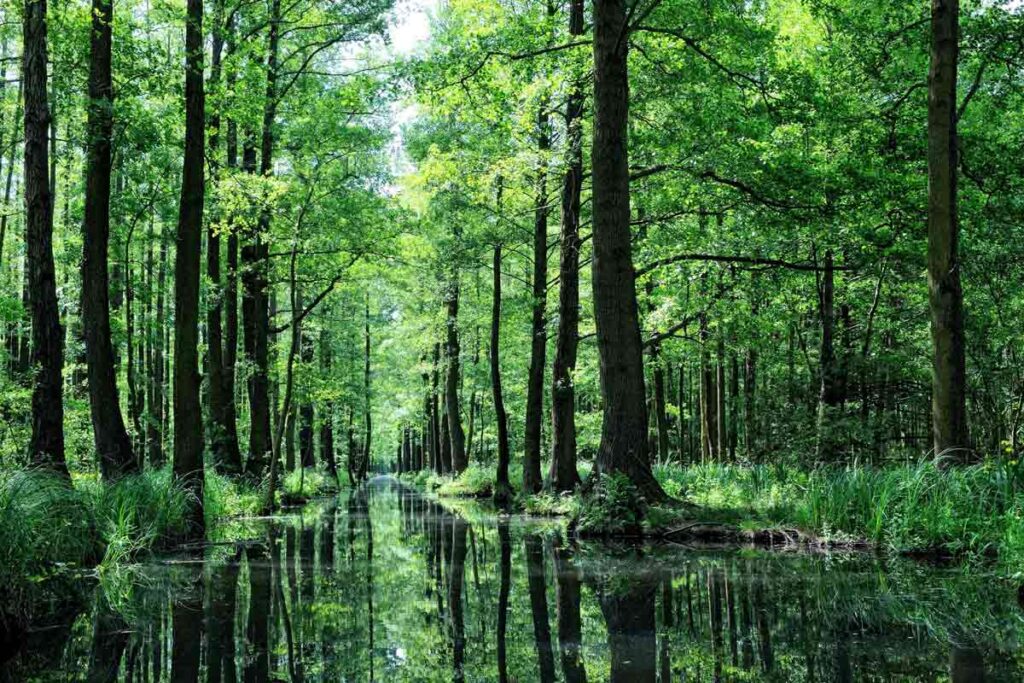 Ein grünes Waldgebiet mit Wasser