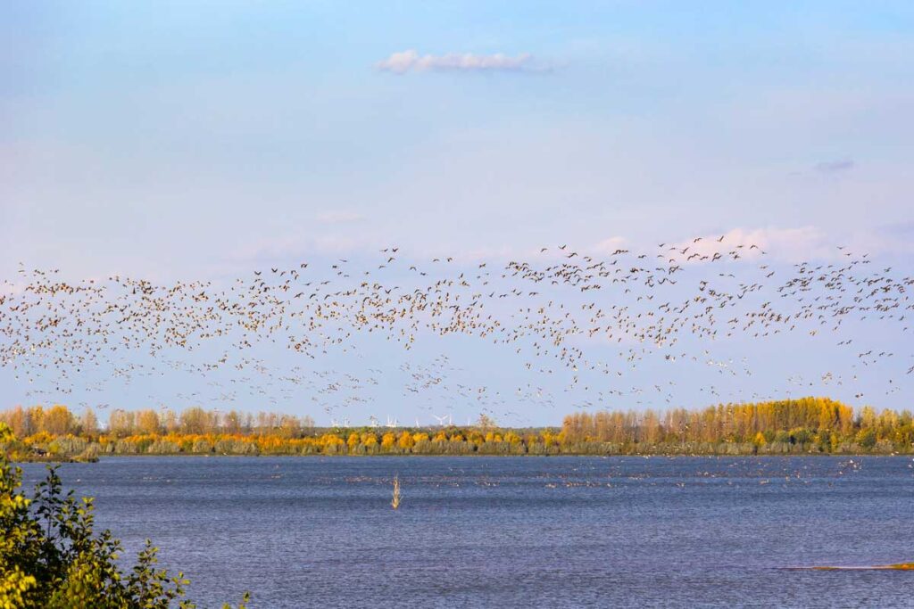 Vogel fliegen über ein See in Wanninchen