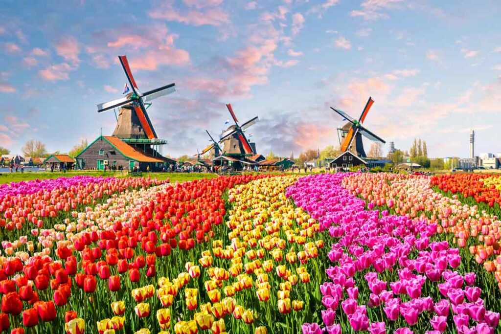 Die berühmte Bloemen Route in die Niederlände ist einfach die perfekte Roadtrip in Europa