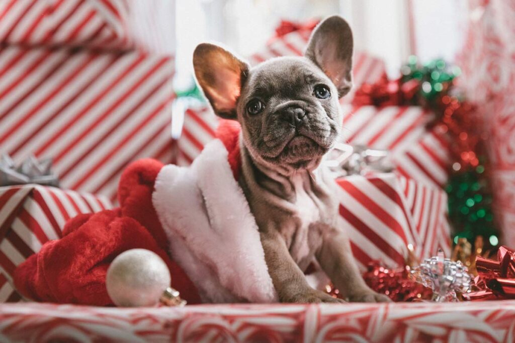Ein Hund in Weihnachtskleidung sitzt auf rote Geschenke.