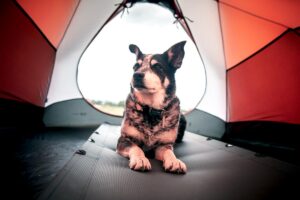 Camping photography showing a dog lying in a red tent