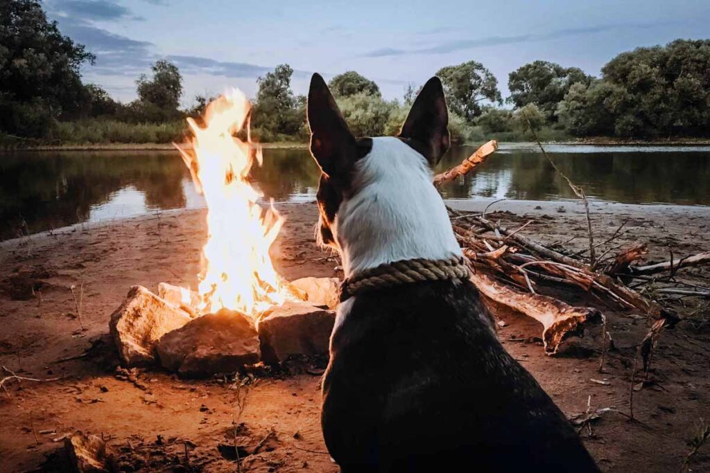 lagerfeuer mit Hund ist eins undere Campingfotos 