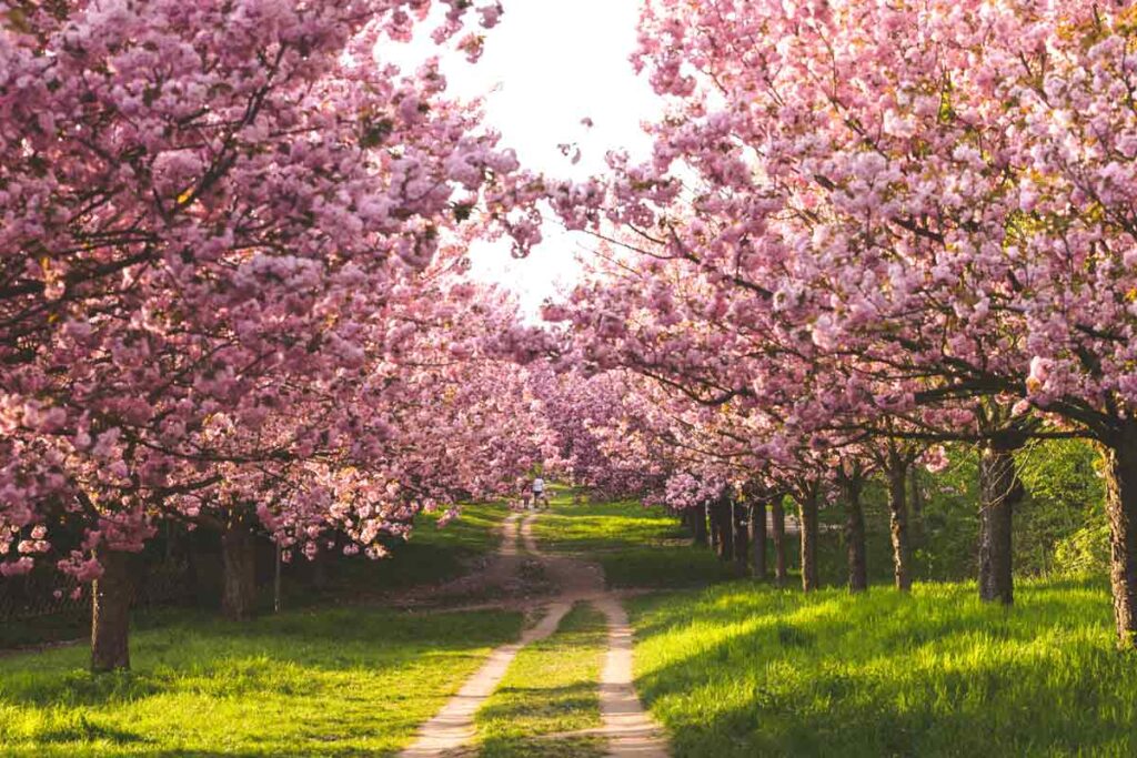 Kirschbäume mit rosa Blumen säumen den Wandern weg rund um Berlin