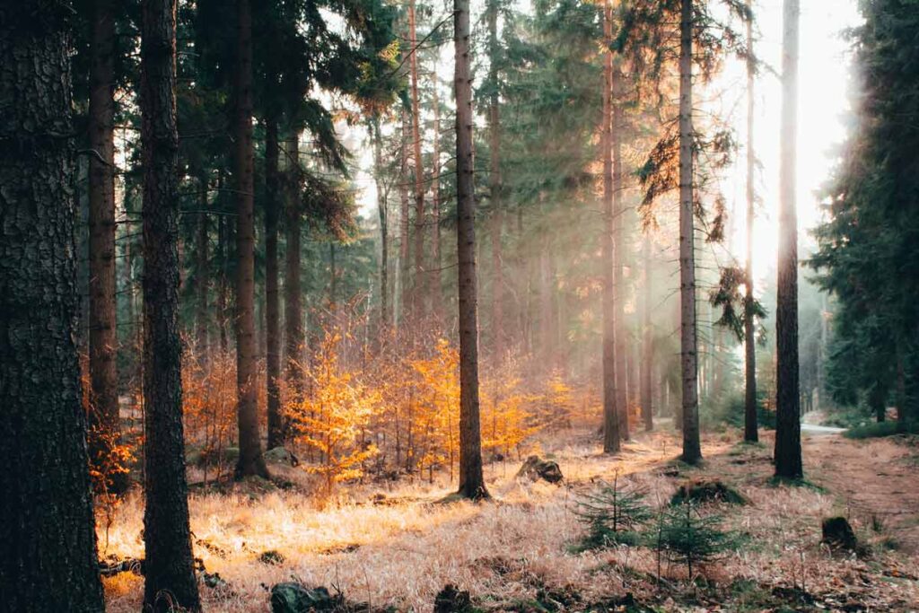Die Sonne geht durch dem Wald in Oberlausitzer - ein Wanderziel in Deutschland