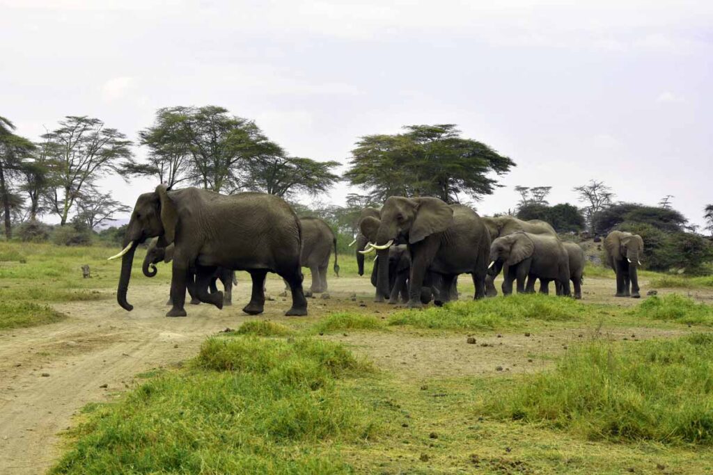 Elephants cross an animal refuge site