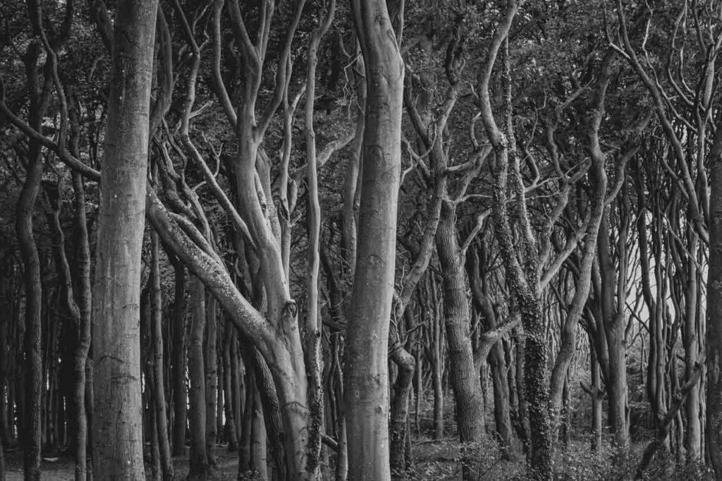 Schwarz-Weiß Bild von verformten Bäumen ohne Blätter. Fast schon düster, gruselig und unheimlich.