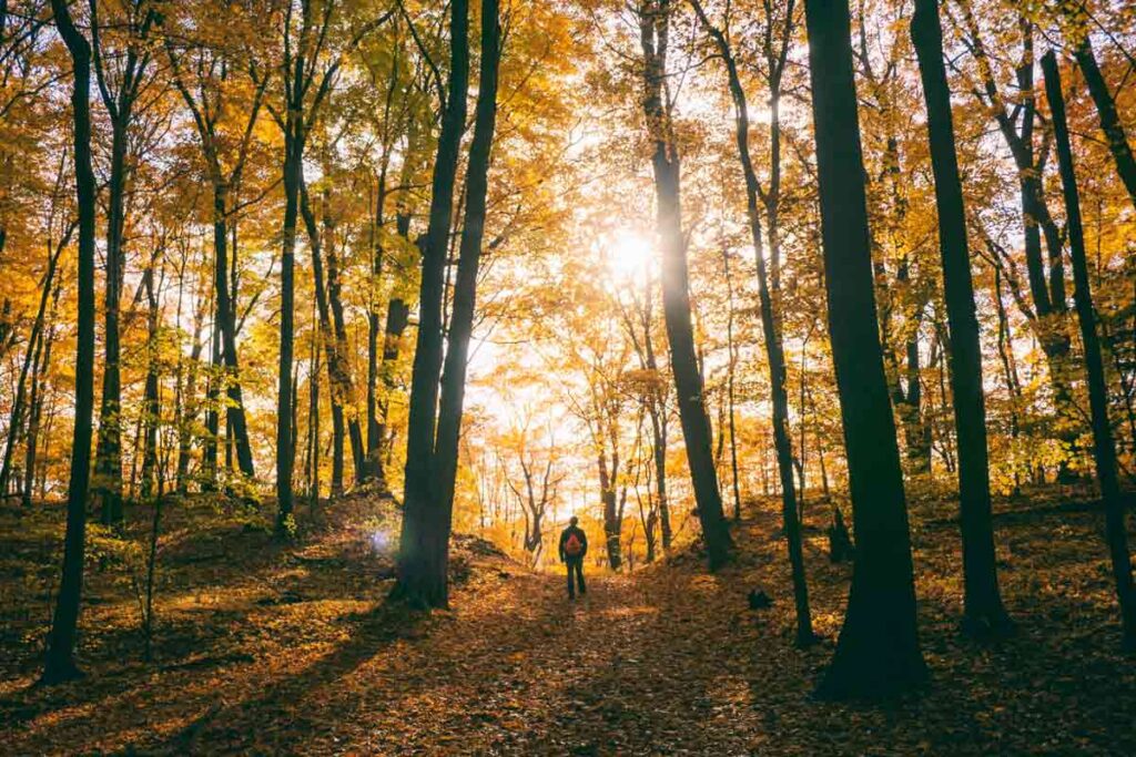The sun shining through the trees in Autumn.