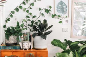 A sideboard topped with green plants growing up the walll