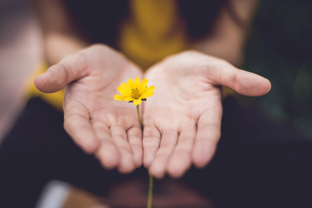 Hands holding a yellow flower between them