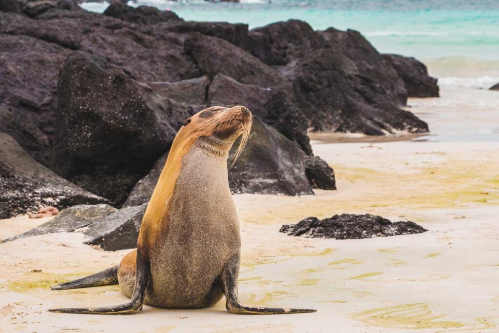 A seal poses in the Galapagos islands