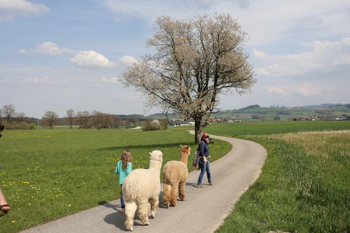 Urlaub am Attersee ist besser mit Alpaka Aktivitäten! Hier sieht man 2 Alpakas auf eine Spaziergang mit Kinder.