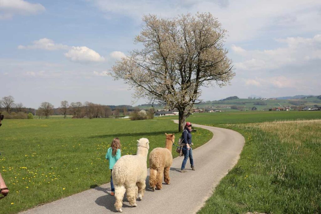 Two alpacas on a hike with a woman and child.