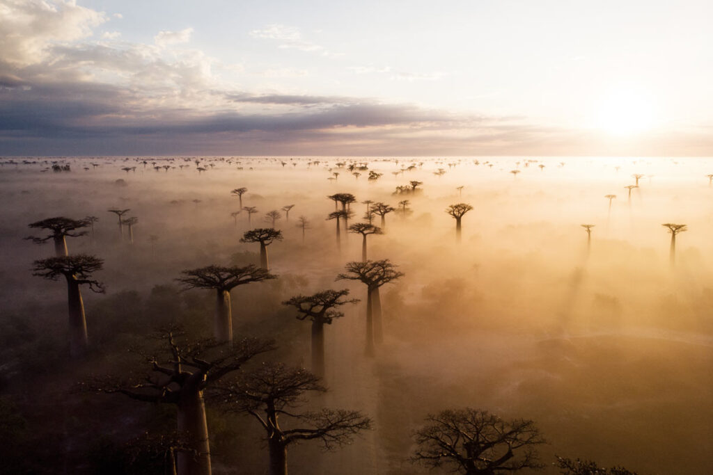 The Baobabs trees rising above from low clouds