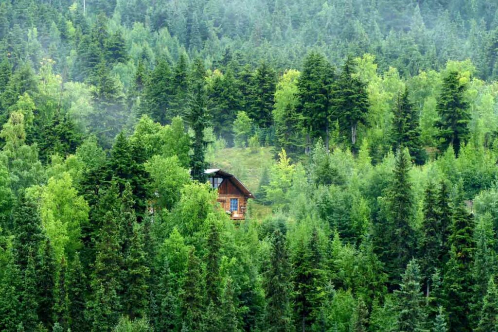 The roof of a wooden house peaks out within a vibrant green forest